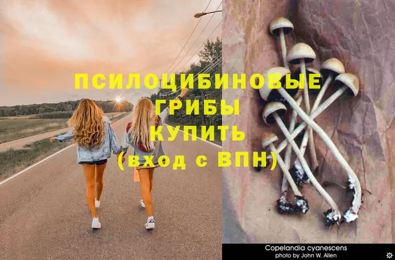 где найти   Отрадный  Псилоцибиновые грибы Psilocybe 